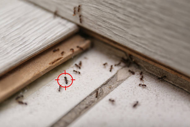 Best Wasp Removal Services  in Elton, LA